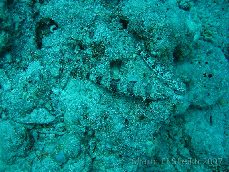 IMG_1937.JPG - Common Lizardfish