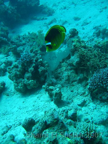 IMG_1943.JPG - Striped Butterflyfish