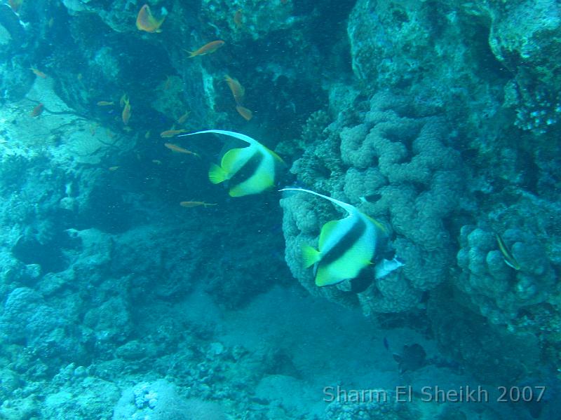 IMG_1948.JPG - Red Sea Bannerfish