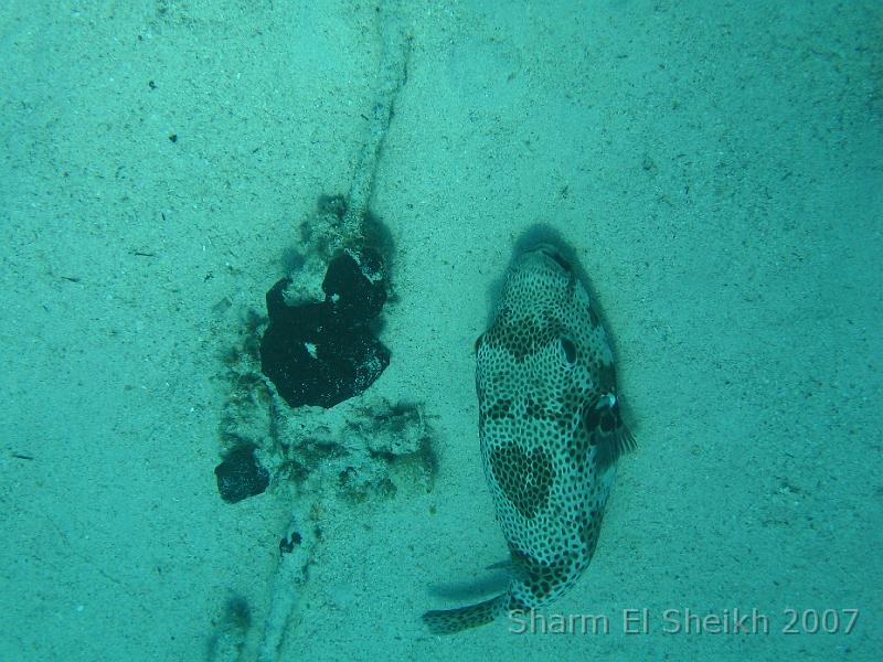 IMG_1952.JPG - Masked Pufferfish