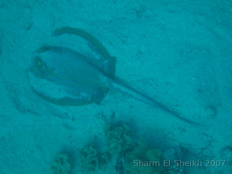 IMG_1977.JPG - Blue-Spotted Stingray