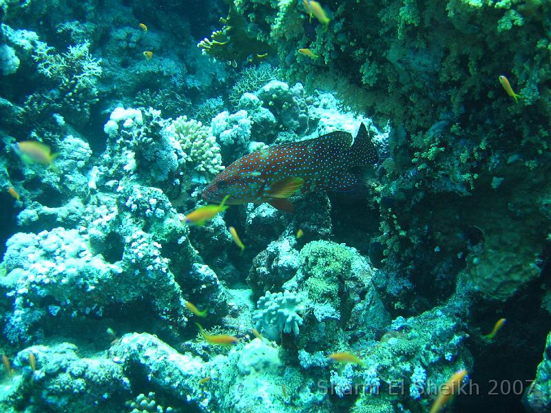 IMG_2023.JPG - Coral Grouper