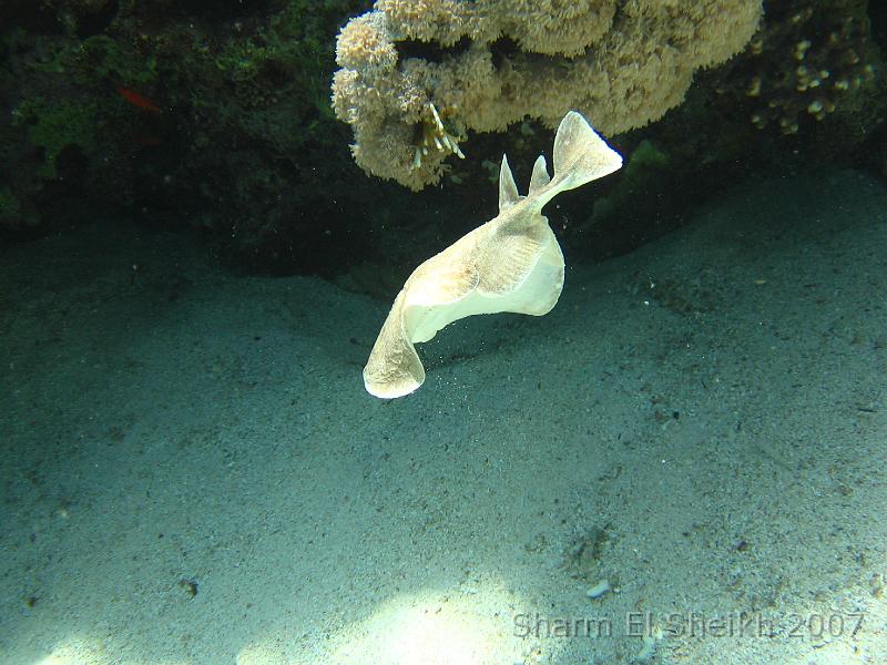 IMG_2088.JPG - Panther Torpedo Ray