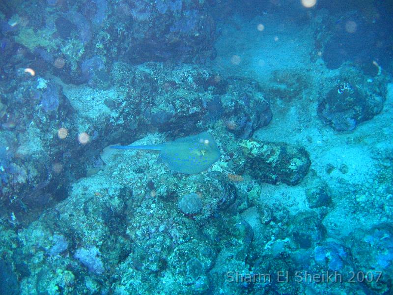 IMG_2112.JPG - Blue-Spotted Stingray